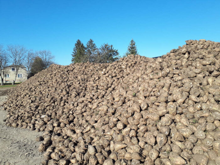 buraki, pryzma, Sahryń