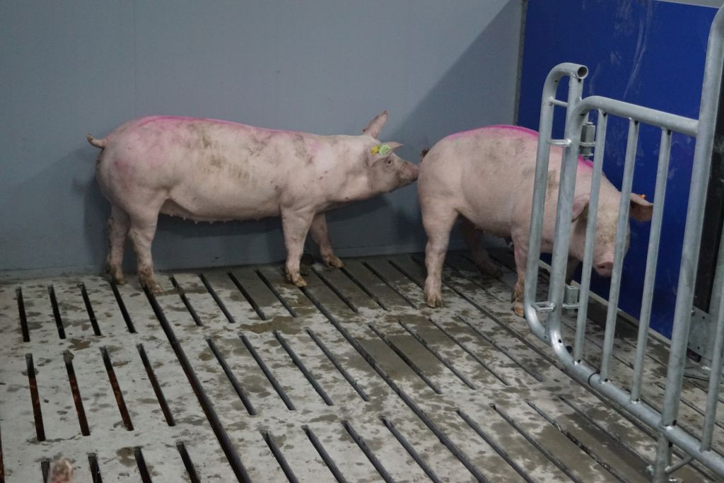 Choice Genetics, lochy, loszki, Genetic Pro, lochy CG36, knur Excelium, lochy prarodzicielskie M3, trzoda chlewna