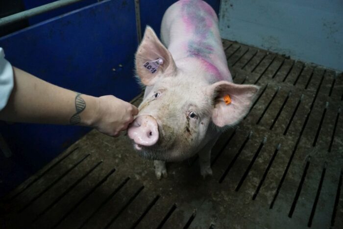 Choice Genetics, lochy, loszki, Genetic Pro, lochy CG36, knur Excelium, lochy prarodzicielskie M3, trzoda chlewna