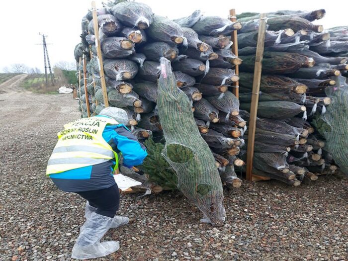 kontrola choinek, drzewka choinkowe, WIORiN Koszalin