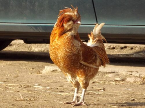 produkcja drobiu, rynek mięsa, komisja europejska