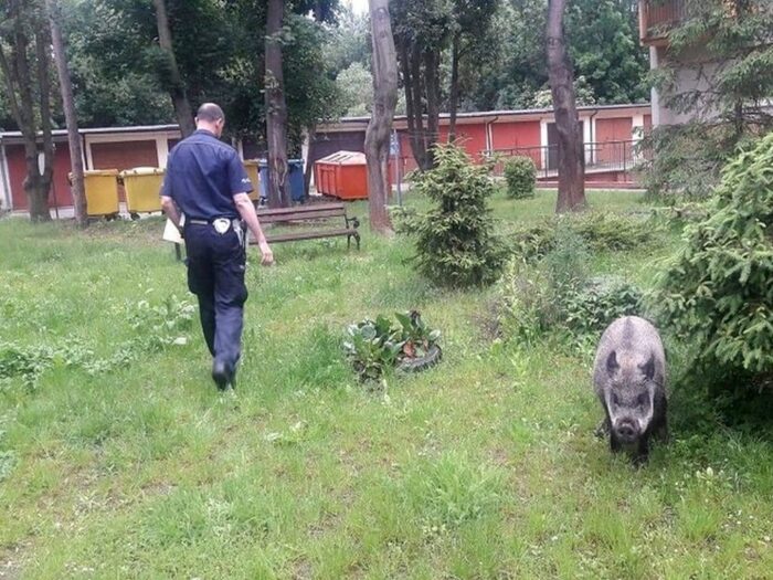 walka z asf w Polsce, Wielkopolska Izba Rolnicza, bioasekuracja