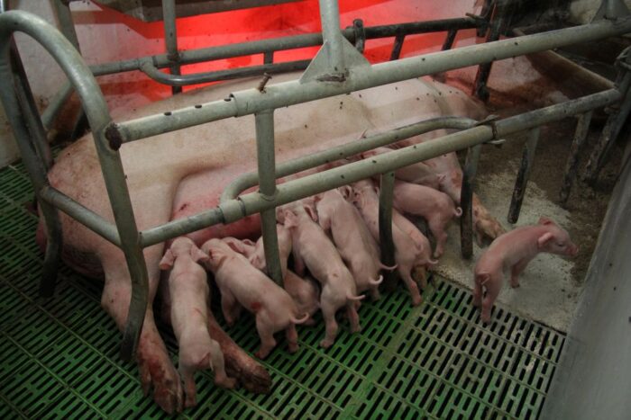 Fiber Vibe, De Heus, lochy, maciory, włókno paszowe, rozród, pasza strukturalna, pasaż treści pokarmowej, żołądek