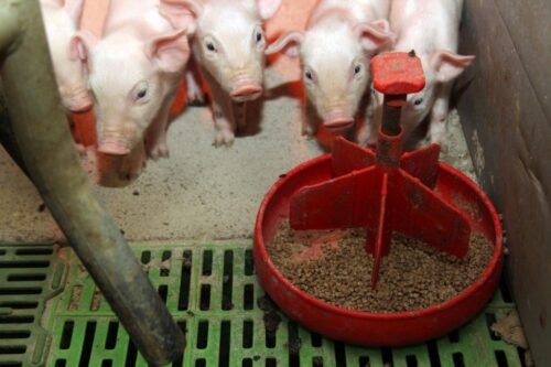 Okiem doradcy, Hoduj z Głową Świnie, Agrocentrum, prosięta ssące, prestartery, lochy, mleko lochy, pasza dla prosiąt