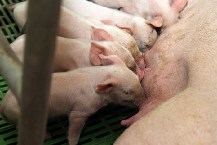 ARiMR, Covid-19, producenci prosiąt, prosięta, maciory, lochy, pandemia Covid-19, trzoda chlewna, świnie, pomoc