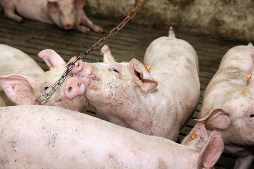 Ekoinwest, Choice Genetics, mciory, lochy, prosięta, warchlaki, tuczniki, bioasekuracja, ASF, biogazownia, pasze