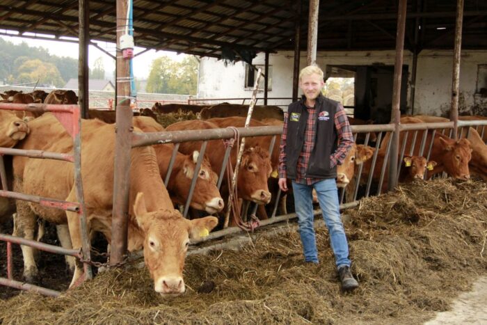 limousine, hodowla, opas bydła, wystawy zwierząt hodowlanych, ziemniaki w żywieniu bydła