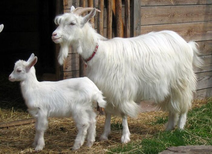 koza karpacka, ZDIZ w Odrzechowej, Władysław Brejta, Podkarpacie