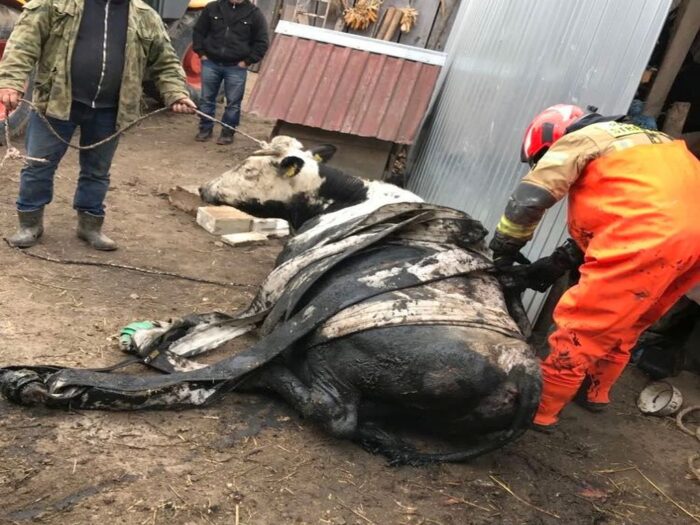 krowa w szambie, Drohiczany, powiat hrubieszowski, Marcin Lebiedowic