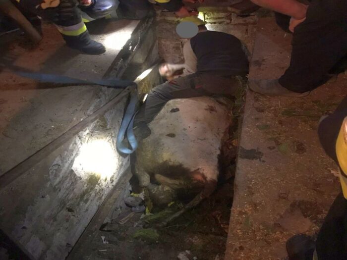 Krowa w kanale naprawczym, krowa  w rowie melioracyjnym, Głogoczów, Chojniki, Roman Ajchler