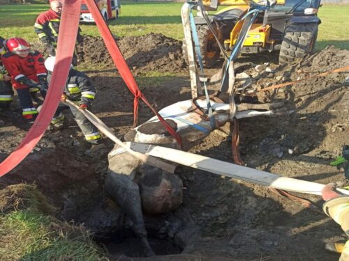 krowa w studni, rataje, Krzysztof Majcher, KP PSP Piła