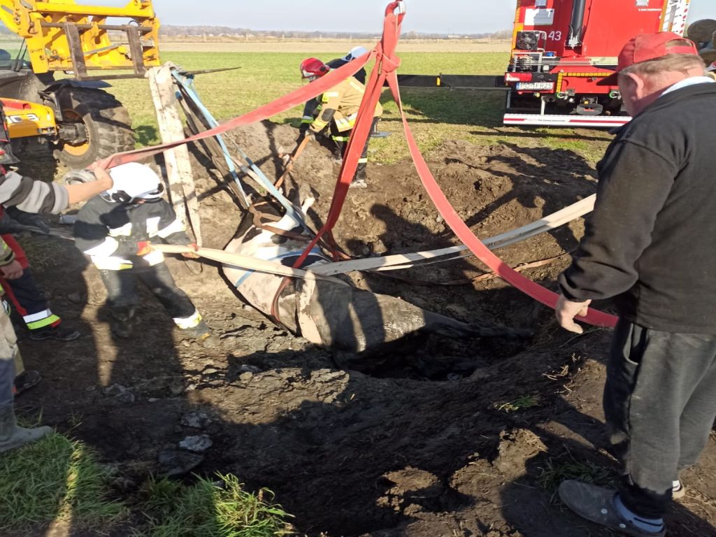 krowa w studni, rataje, Krzysztof Majcher, KP PSP Piła