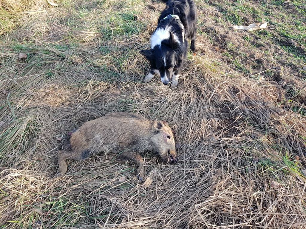 ASF, dziki, padłe dziki, psy, szkolone psy, Maciej Perzyna, Krzysztof Patalon, Beata Banaszak, poszukiwanie dzików