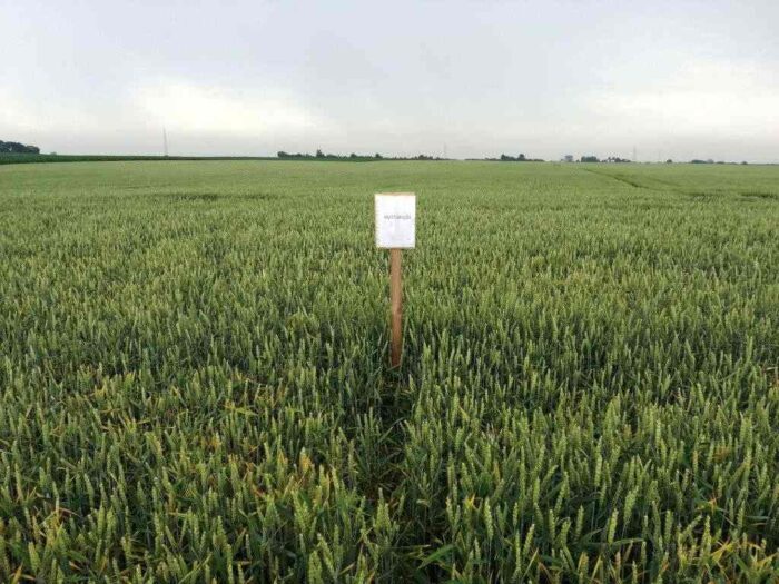 pole, plantacja, kujawsko-pomorskie