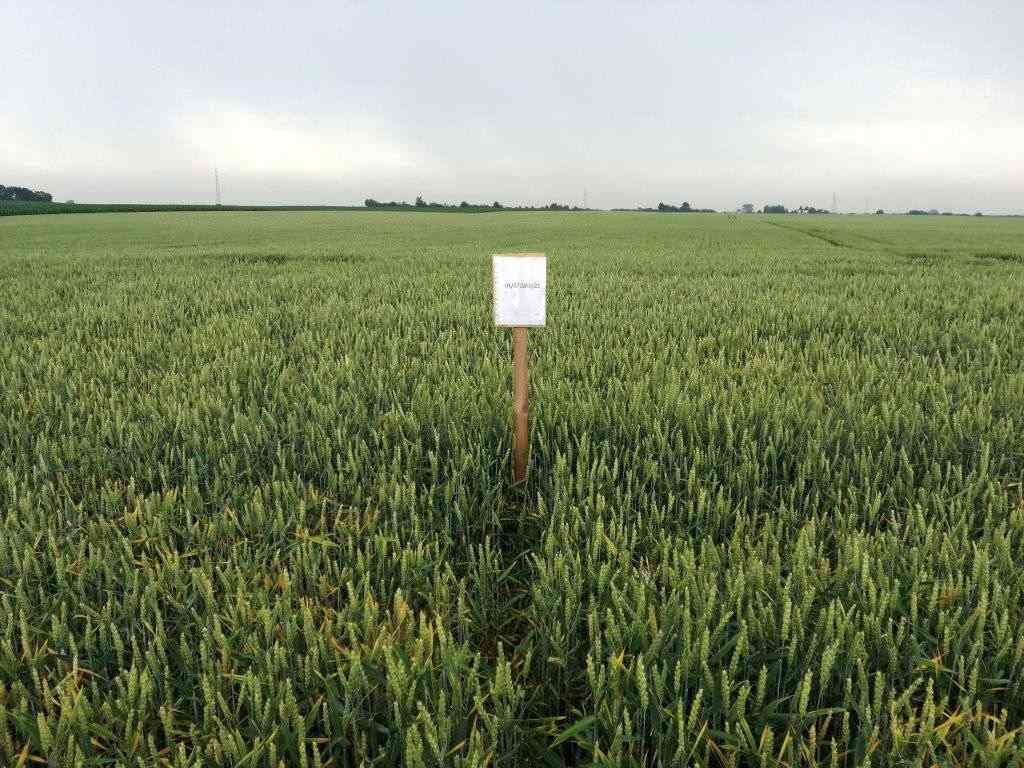 pole, plantacja, kujawsko-pomorskie