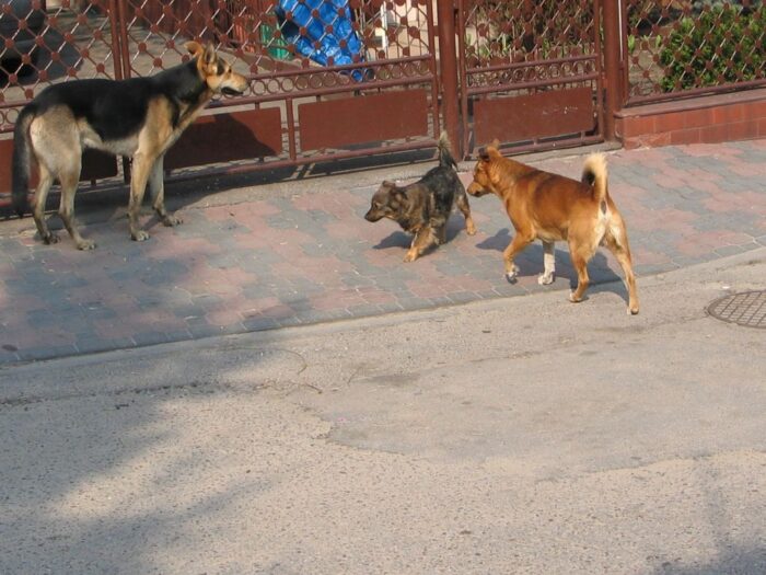 psy atakują zwierzęta hodowlane, gmina Tuchów, powiat tarnowski,