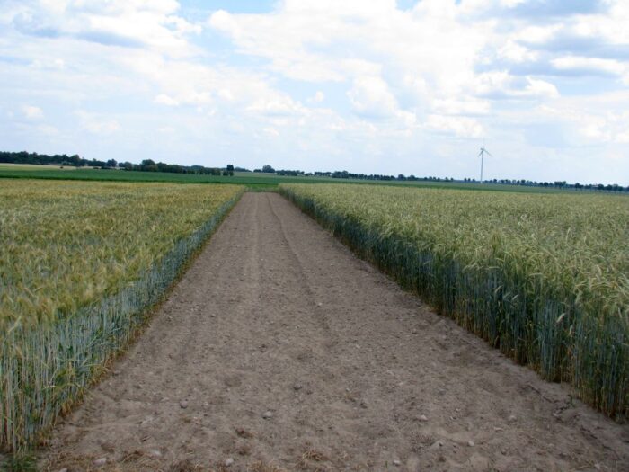 nawożenie, NIK, raport, gleba, uprawa, badanie gleby