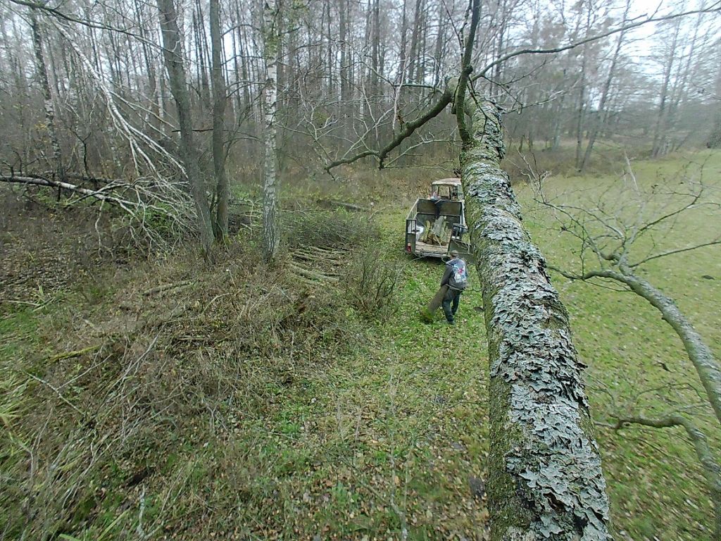 złodzieje w lasach, kradzież drewna, Adam Pietrzak, Nadleśnictwo Ciechanów, Nadleśnictwo Spychowo
