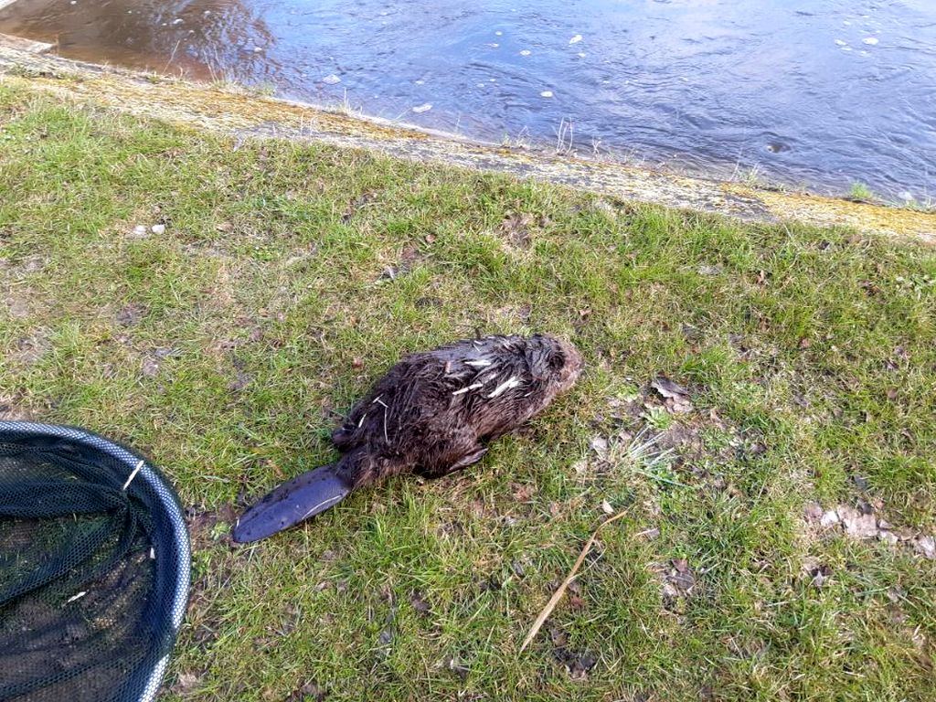 szkody wyrządzone przez dzikie zwierzęta, gatunki chronione, bobry, wilki