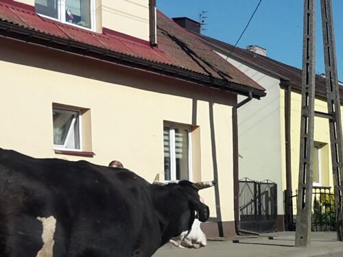 byki terroryzują wieś, Malęcino, powiat bytowski, hodowla bydła