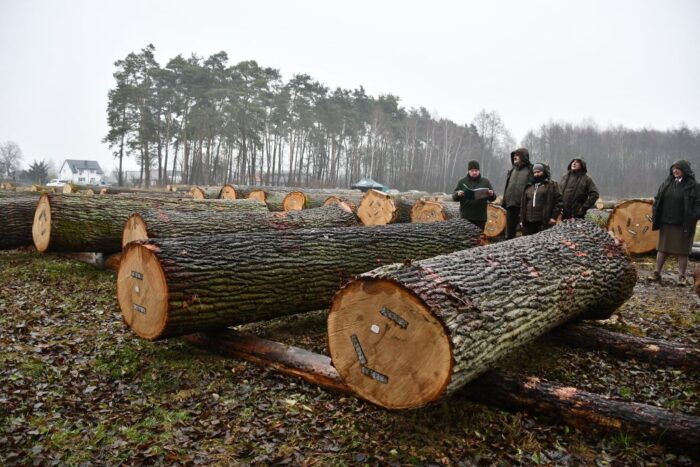 RDLP w Radomiu, Edyta Nowicka, sprzedaż drewna, Nadleśnictwo Włoszczowa