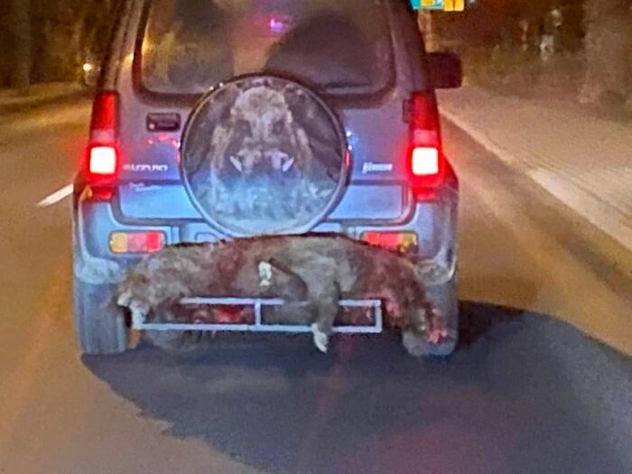 Magdalena Filiks, walka z asf w POlsce, martwy dzik na bagażniku