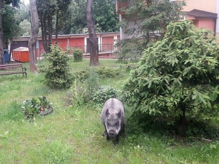 walka z asf w polsce, anna gembicka, ministerstwo rolnictwa, Aplikacja na dziki