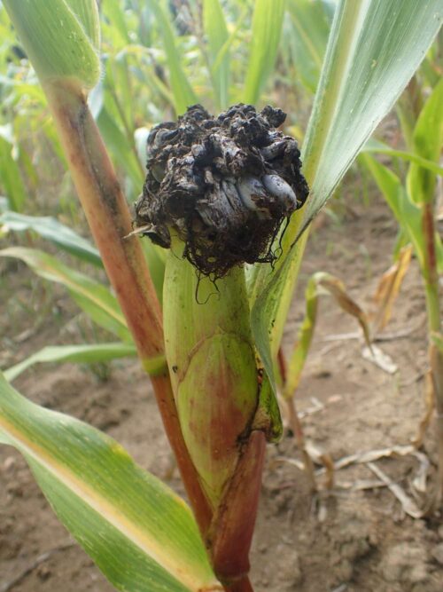 kukurydza, głownia guzowata