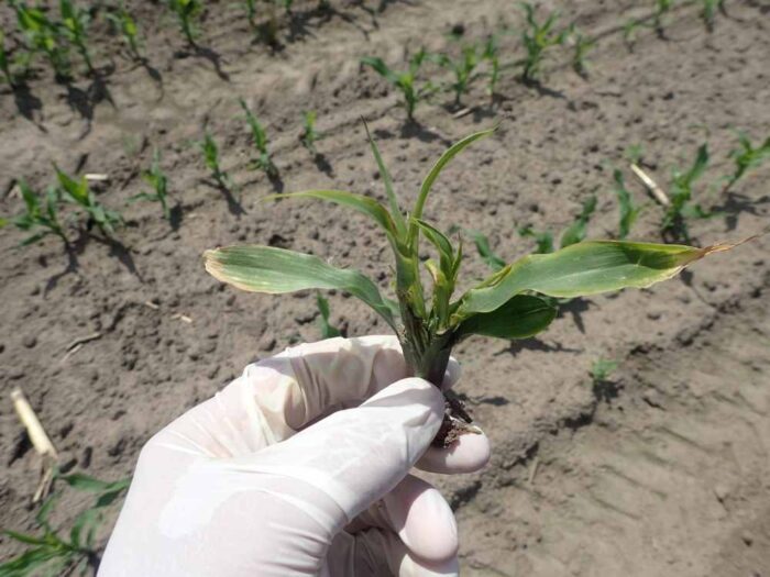 ploniarka zbożówka