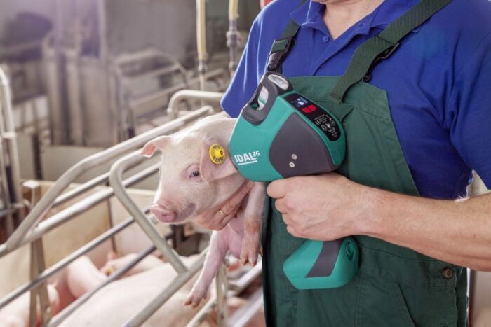 IDAL®, MSD Animal Health, bezigłowe szczepienie świń, prosięta, lochy ciężarne, dobrostan świń, skóra właściwa