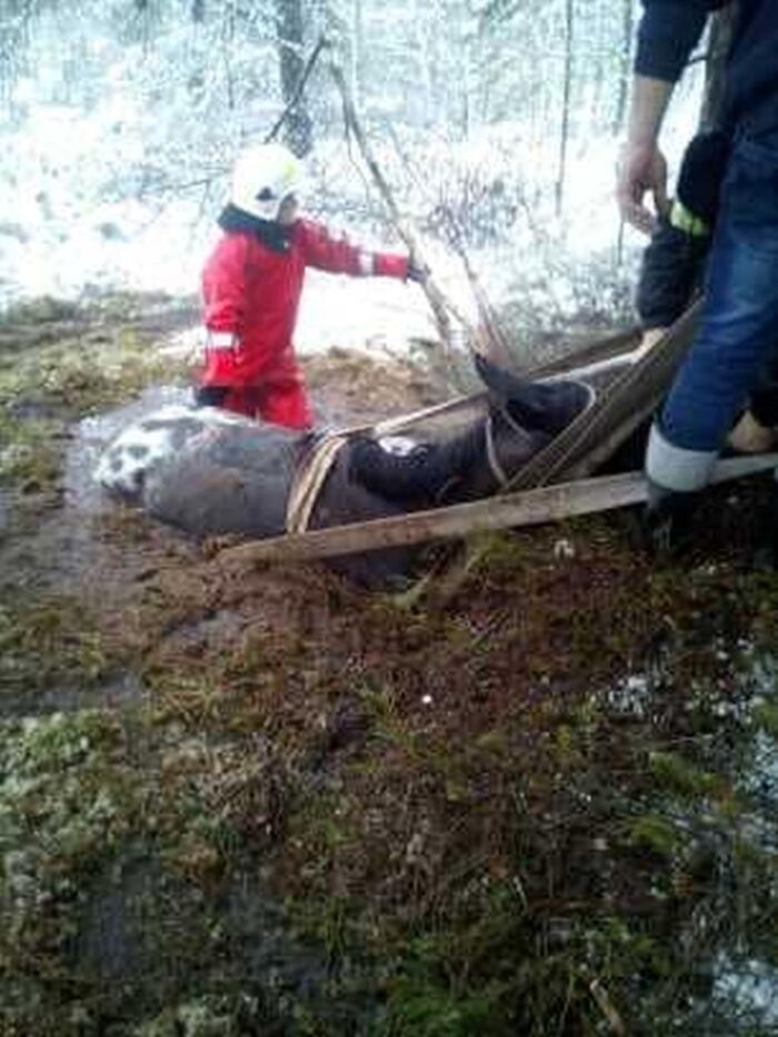 koń ugrzązł w błocie, Kamień, gmina Szemud, Mirosław Kuraś