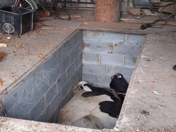 Krowa w  kanale naprawczym, Janów Lubelski, Głogoczów, powiat myślenicki