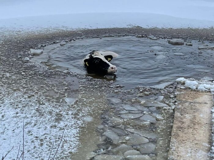 krowa w stawie, Filipów Trzeci , powiat suwalski, OSP Filipów