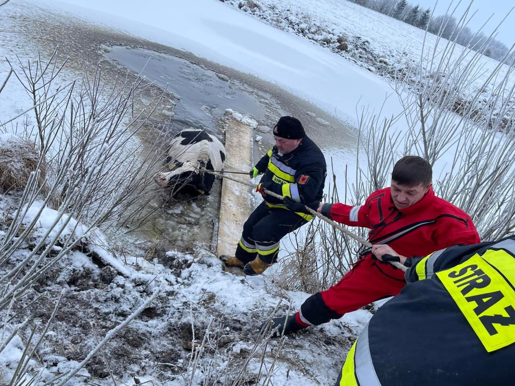 krowa w stawie, Filipów Trzeci , powiat suwalski, OSP Filipów