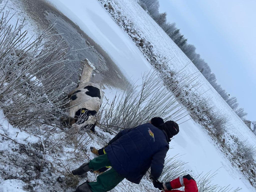 krowa w stawie, Filipów Trzeci , powiat suwalski, OSP Filipów