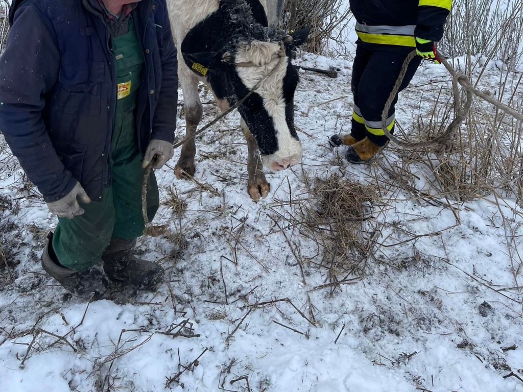 krowa w stawie, Filipów Trzeci , powiat suwalski, OSP Filipów