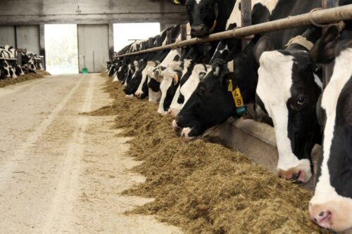 korowy pogłowie obora