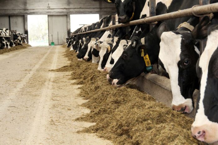 korowy pogłowie obora