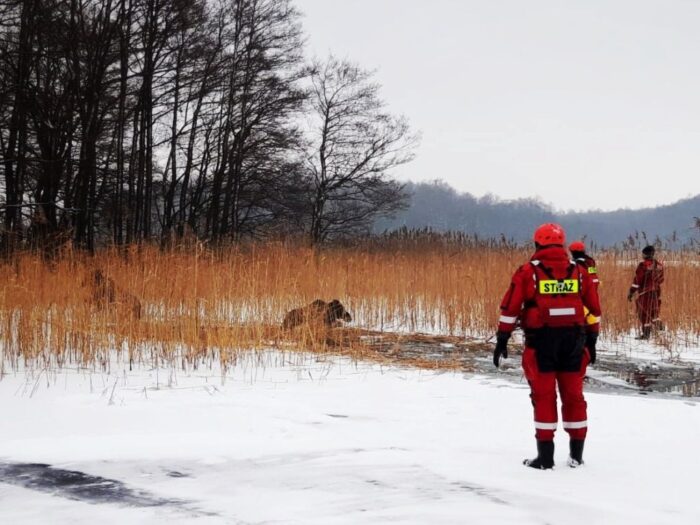 zwierzęta uwięzione w lodzie, jezioro Kisajno, Martwa Wisła, rzeka Ropa