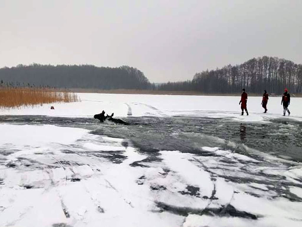 zwierzęta uwięzione w lodzie, jezioro Kisajno, Martwa Wisła, rzeka Ropa