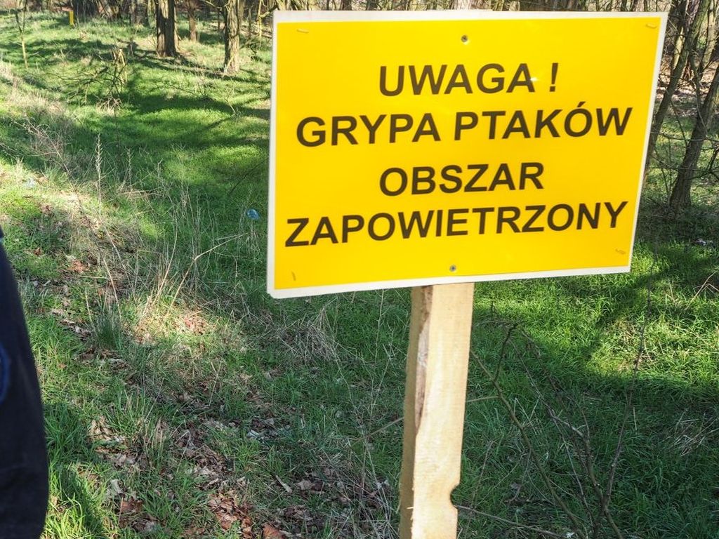 hodowcy, odkoszdowanie