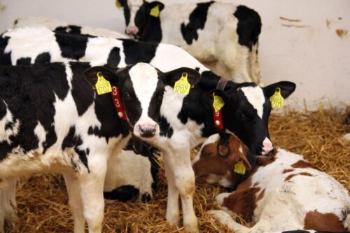 Okiem doradcy, Hoduj z Głową Bydło,  Jim Quigley, Cargill, anemia cieląt, cielęta, siara, krew, żelazo