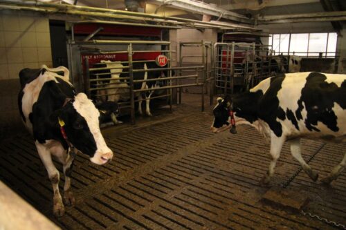 RSP Otylin, krowy mleczne, cielęta, jałówki hodowlane, buhaje opasowe, PMR, robot udojowy, odpajanie cieląt, separat