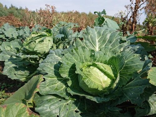 permakultura, WIORiN Gdańsk, bioemy, uprawa warzyw