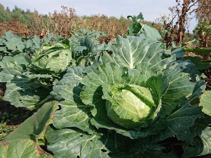 permakultura, WIORiN Gdańsk, bioemy, uprawa warzyw