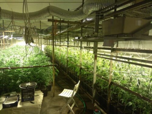 pieczarkarnia, gmina Biała Podlaska, Barbara Salczyńska-Pyrchla, konopie indyjskie