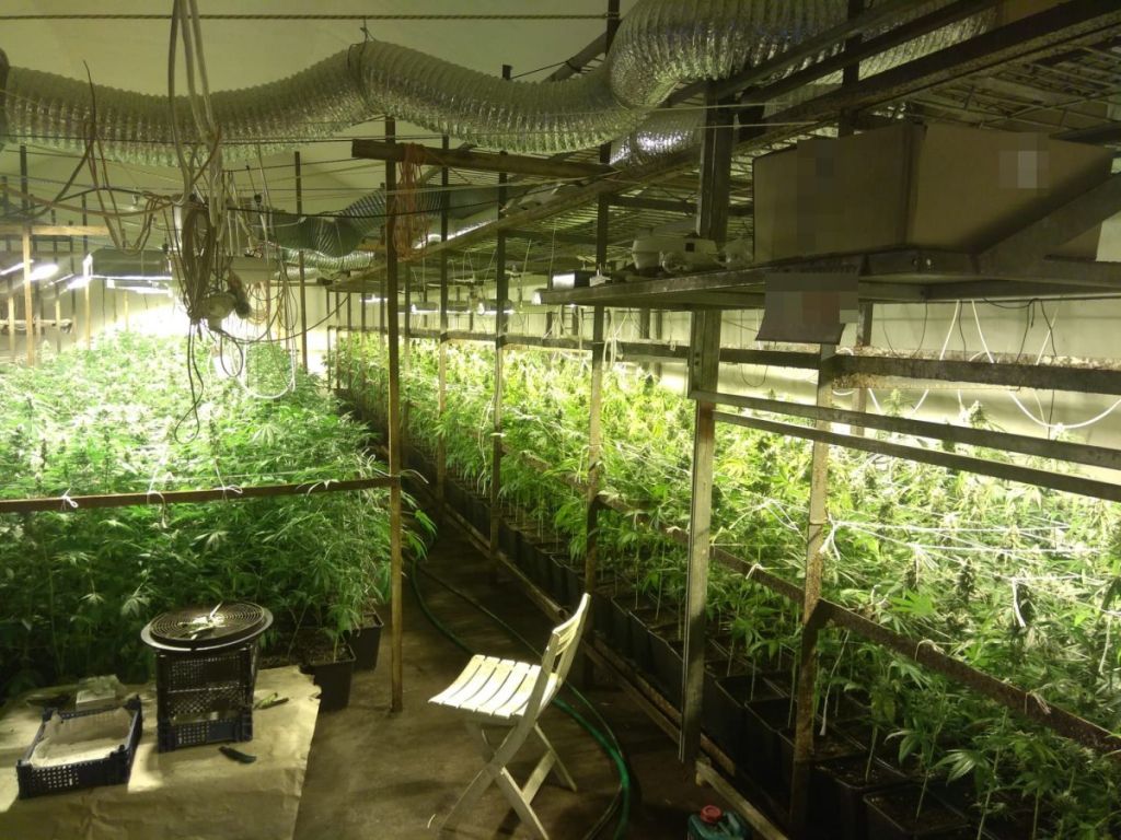 pieczarkarnia, gmina Biała Podlaska, Barbara Salczyńska-Pyrchla, konopie indyjskie