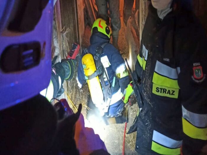 prosiaki w zbiorniku na gnojowicę,Toporów, powiat pleszewsk, Mariusz Glapa