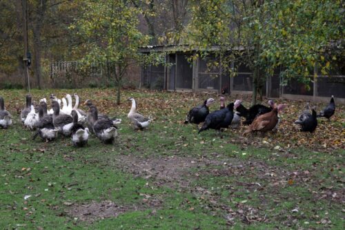 HPAI, grypa ptaków, ognisko HPAI, Inspekcja Weterynaryjna, hodowcy drobiu, bioasekuracja, H5N1, dzikie ptaki