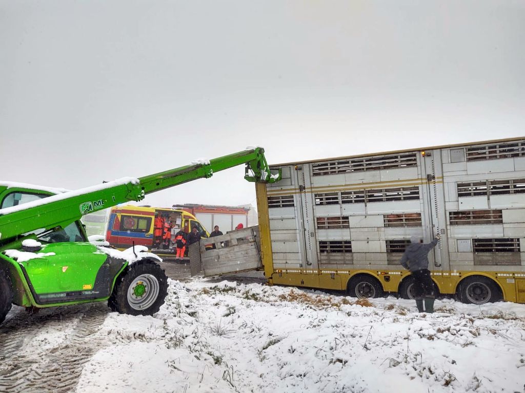 transport trzody chlewnej, Trzetrzewina, powiat nowosądecki, KM PSP Nowy Sącz